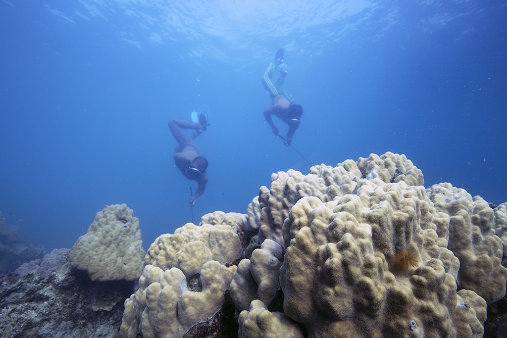 Coral growing on the reef